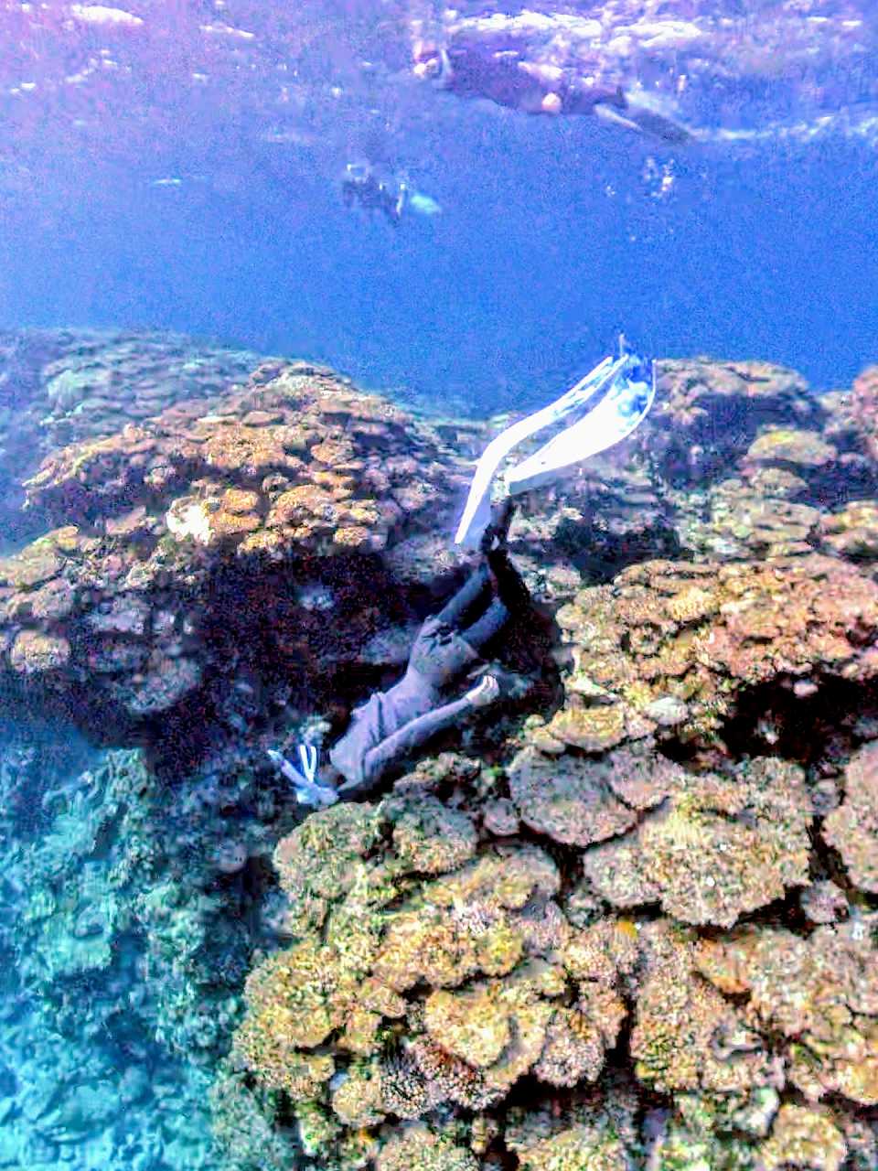 コーラル再生ガーデン